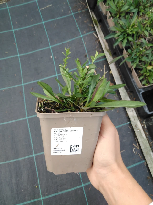 Aster Pink Cloud - 11. 9. 2025