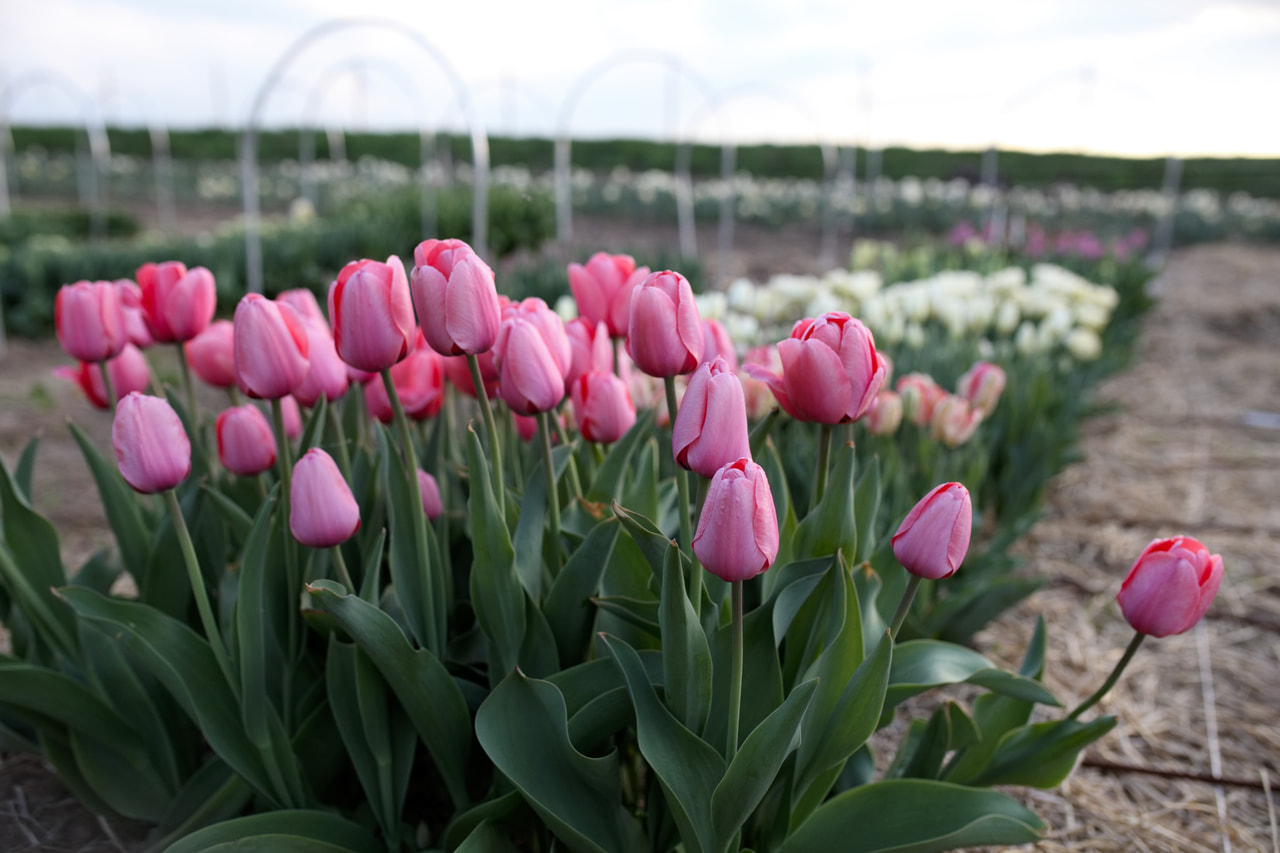 Tulipán Pink Impression, Loukykvět