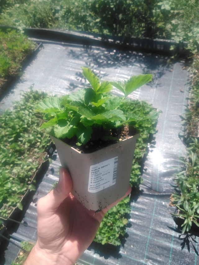 Geum Smokey Peach - 2024