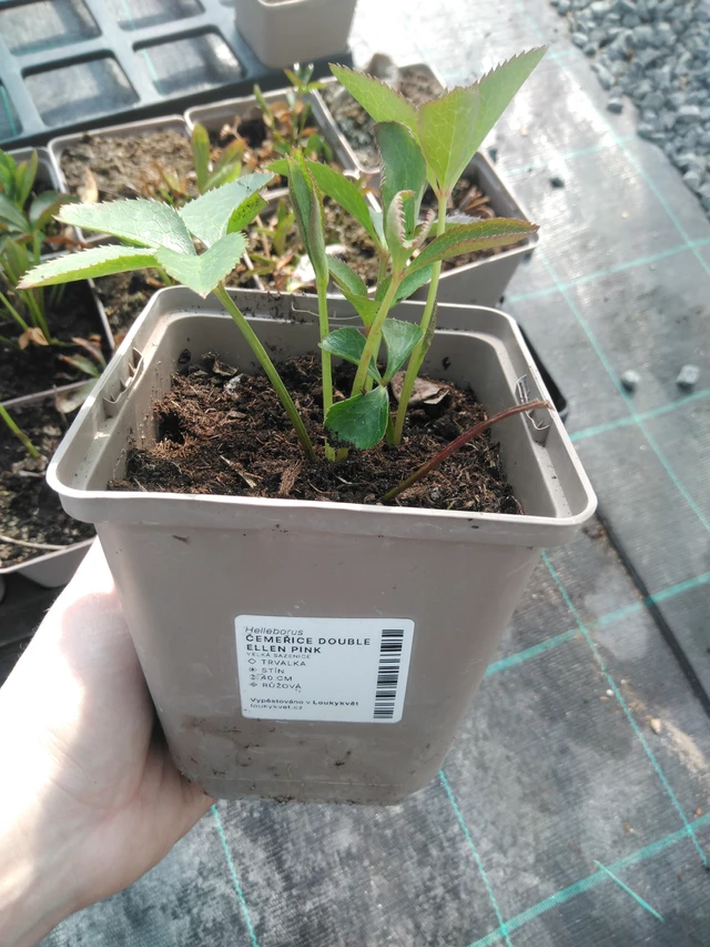 Hellebore Double Ellen Pink - 3. 4. 2025