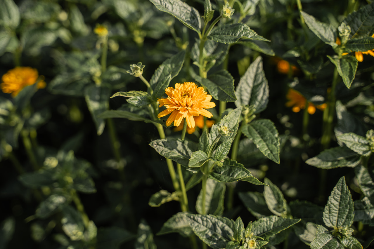 Janeba Asahi, Loukykvět