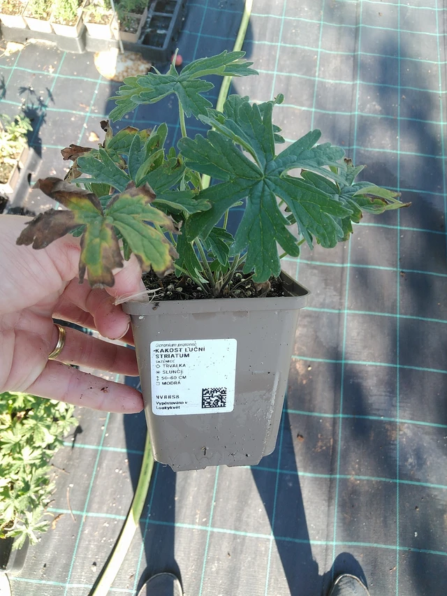 Kurjenpolvi Striatum - 19. 8. 2025