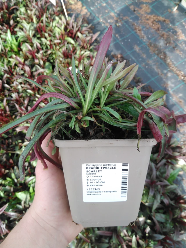 Flor de dragón Twizzle Scarlet - 2024