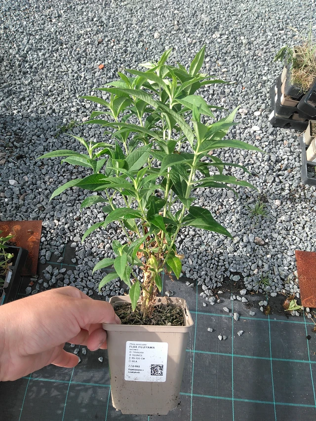 Phlox Fujiyama - 11. 7. 2025