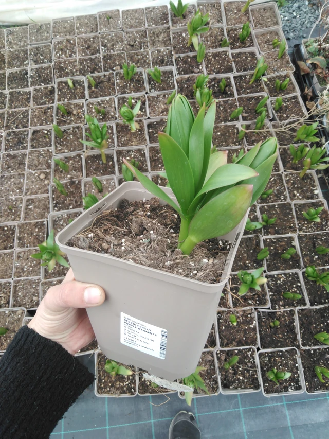 Fritillaria persa Purple Dynamite - 9. 4. 2025