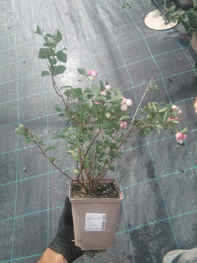 Pámelník Magical Ruby Falls - 10. 9. 2025