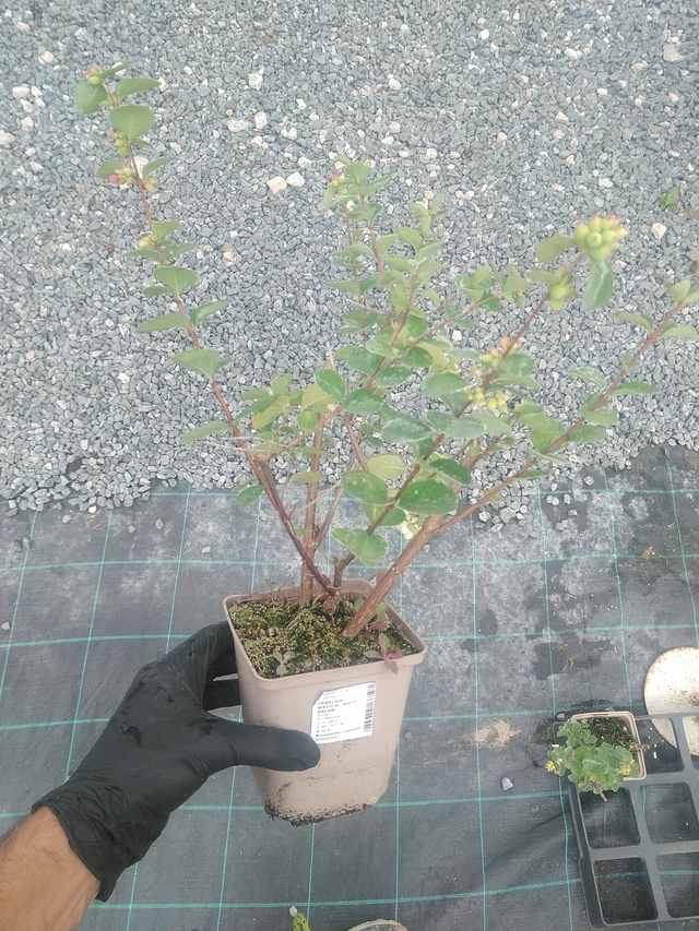 Snowberry Magical White Dream - 10. 9. 2025