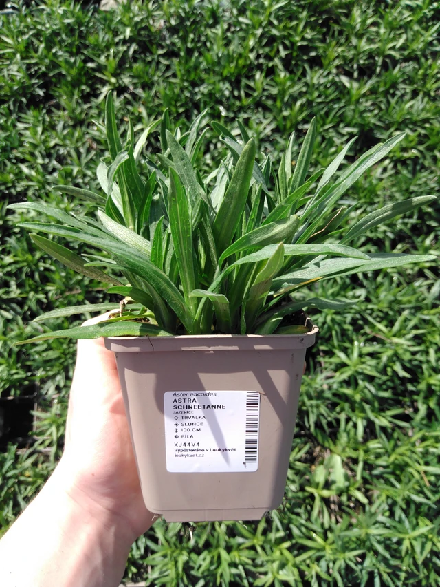 Aster Schneetanne - 2024