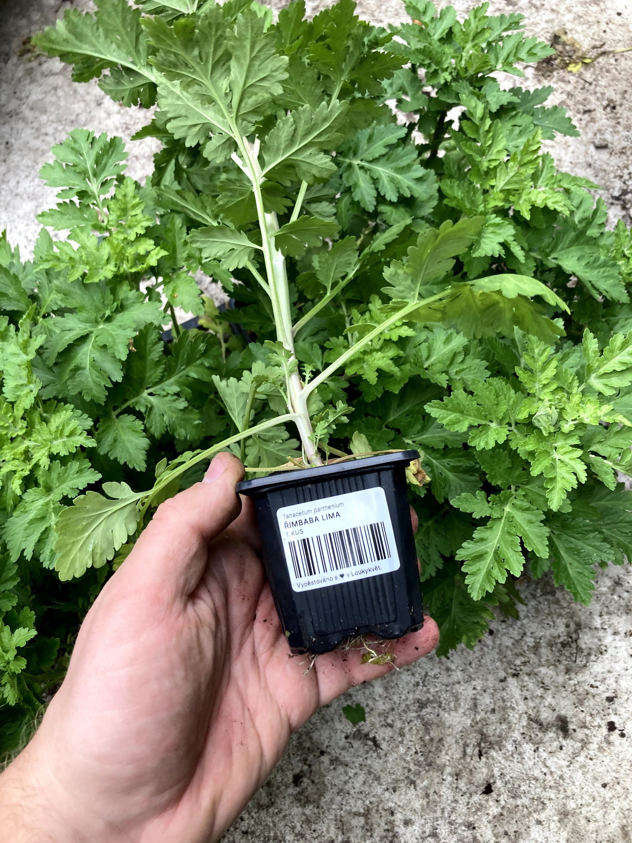 Řimbaba Lima, Loukykvět