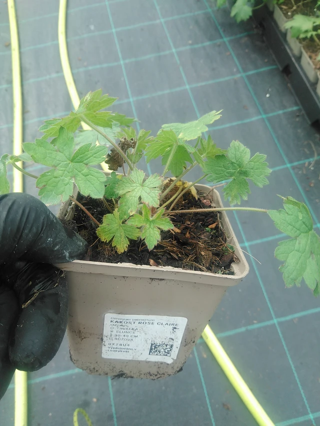 Kakost Rose Claire - 10. 9. 2025