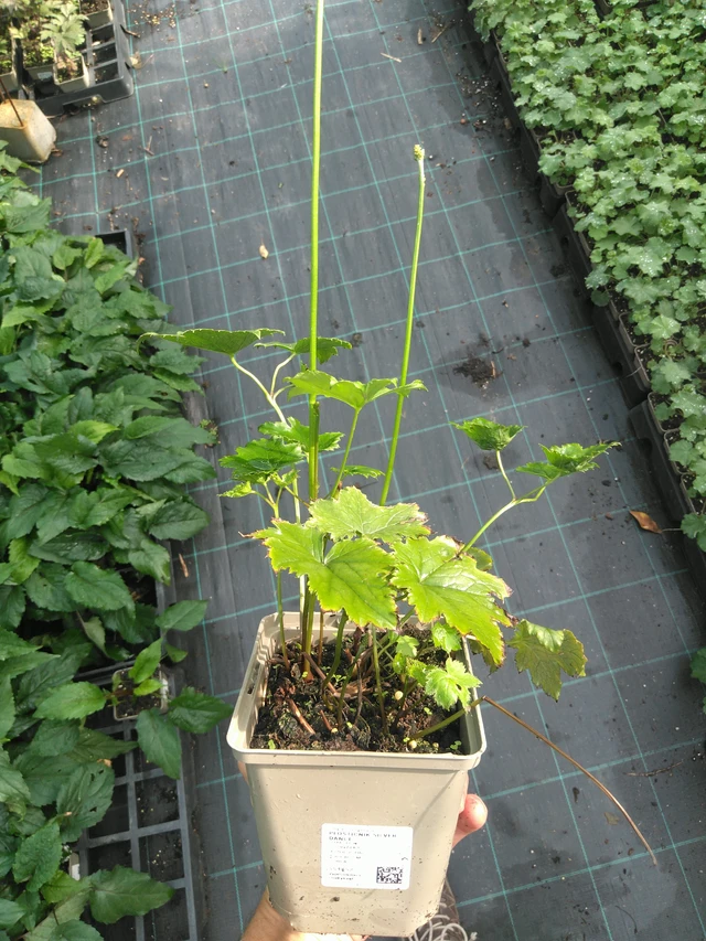 Ploštičník Silver Dance - 25. 7. 2025