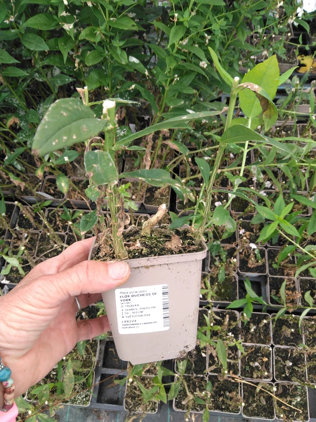 Phlox Duchess of York - 2024