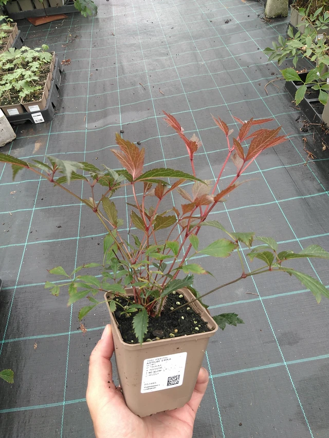 Astilbe Erika - 21. 7. 2025