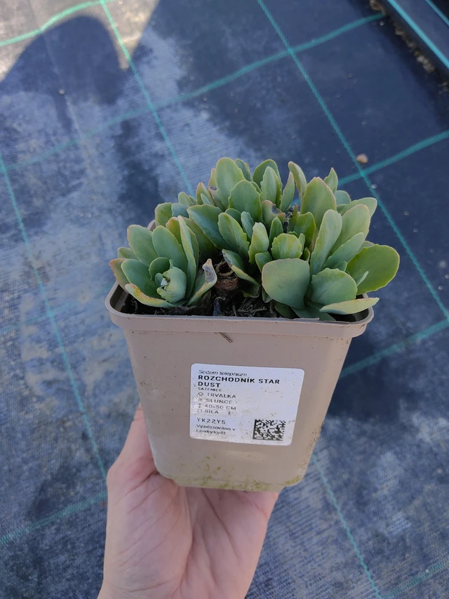 Rozchodník Star Dust - 27. 3. 2026