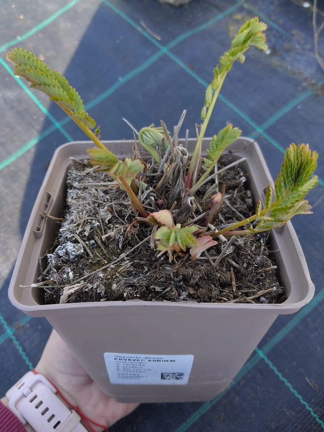 Sanguisorbe Arnhem - 27. 3. 2026