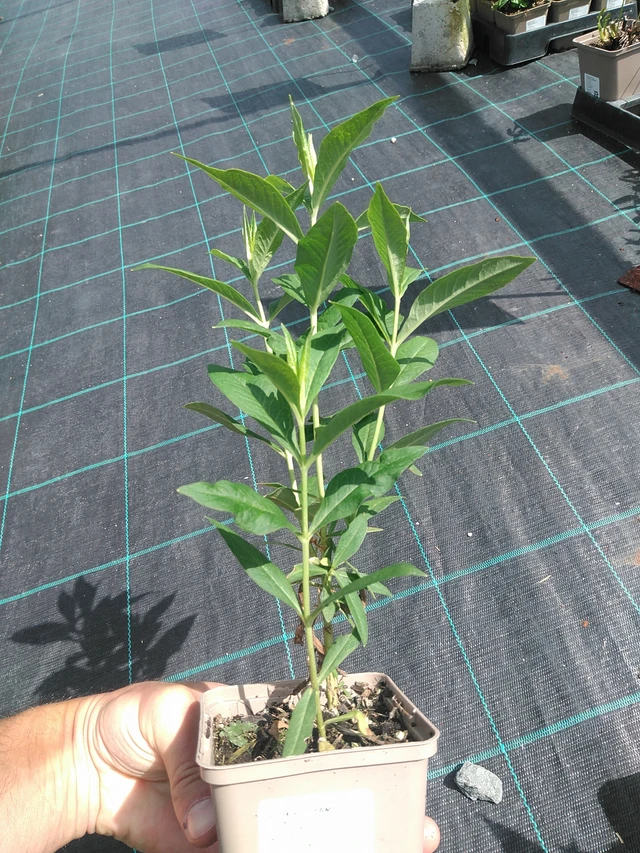 Phlox Fujiyama - 24. 6. 2025