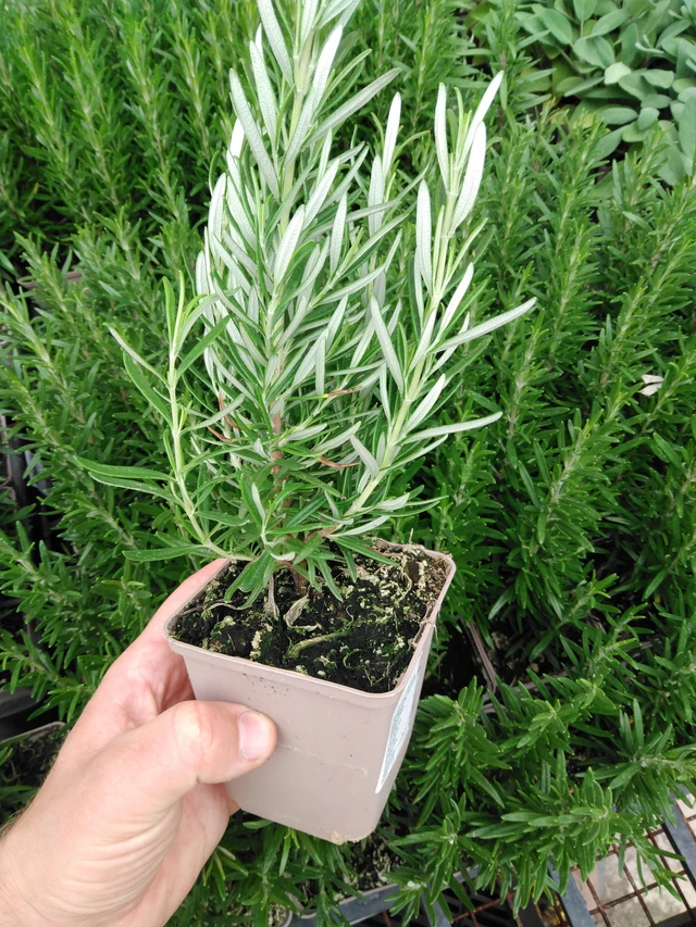 Romero Hishtil Perigord - 2024