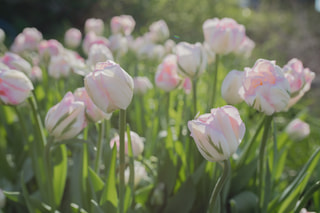 Tulipán Finola, Loukykvět