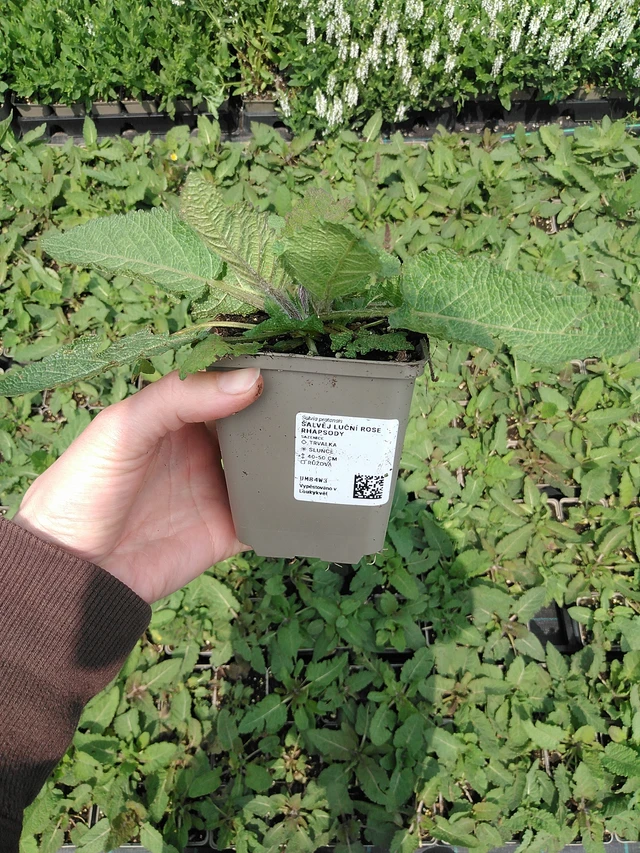 Šalvěj luční Rose Rhapsody - 9. 6. 2025