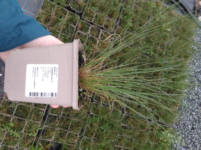 Töyhtövilja tenkolistý - 2024