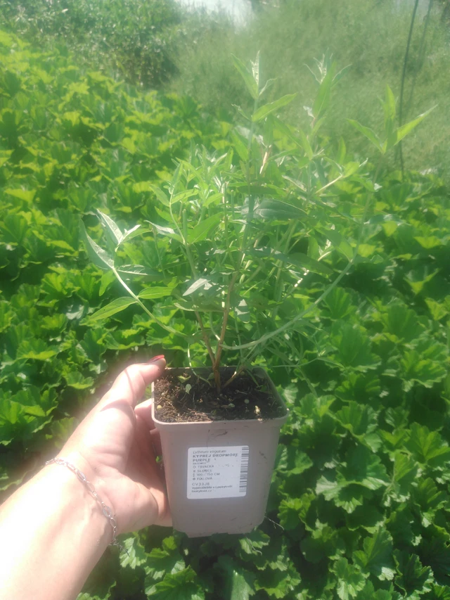 Rantakukka Dropmore Purple - 2024