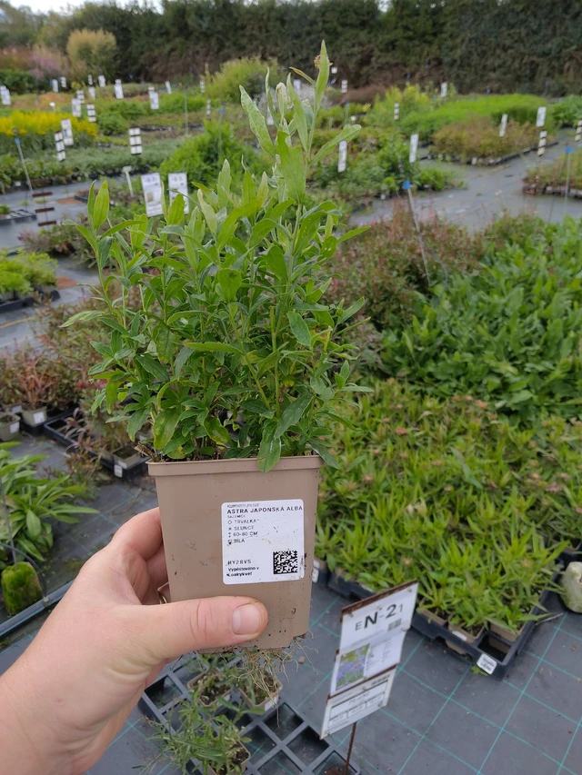 Aster japonés Alba - 9. 10. 2025