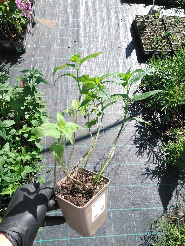 Monarda Cambridge Scarlet - 19. 8. 2025