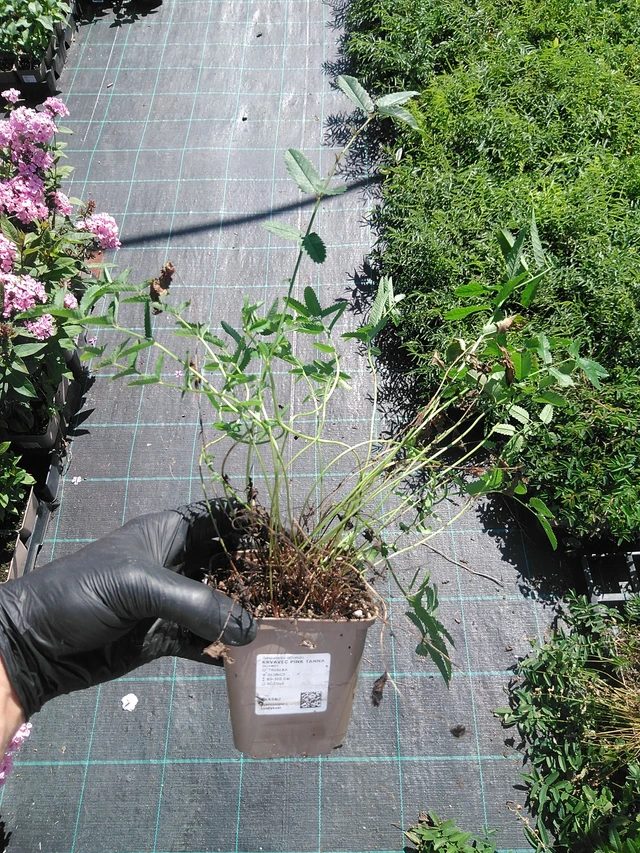 Veriruusuke Pink Tanna - 19. 8. 2025