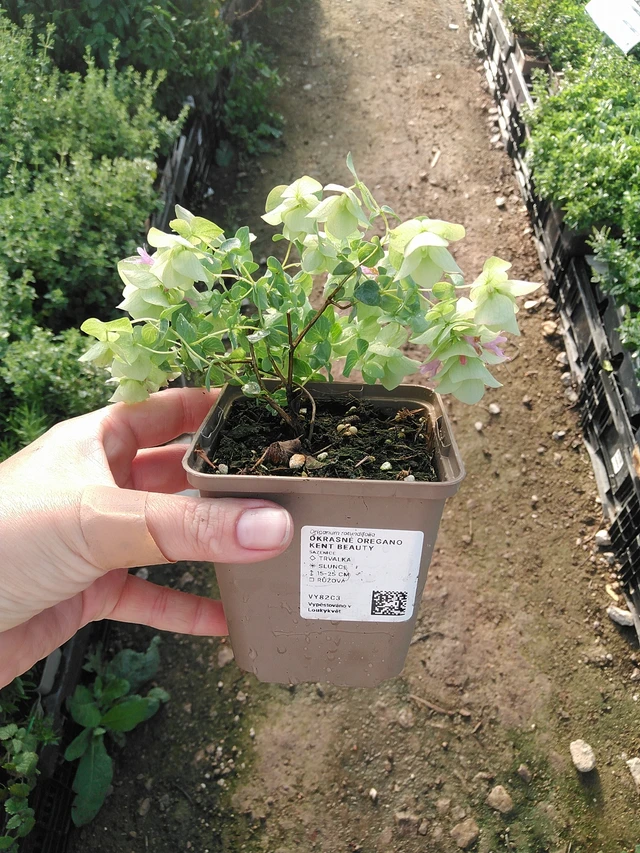 Okrasné oregano Kent Beauty - 19. 8. 2025