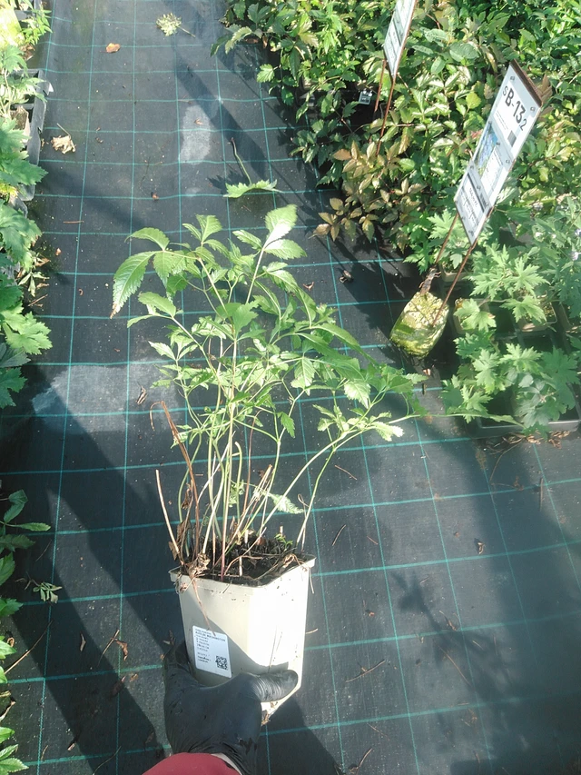 Astilbe Washington - 13. 10. 2025