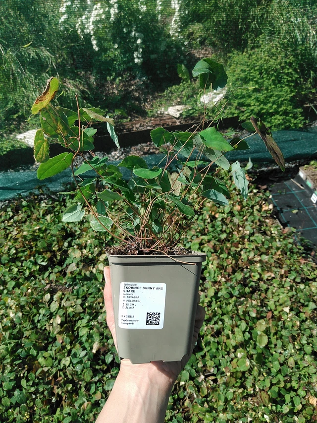 Epimedium Sunny and Share - 13. 5. 2025