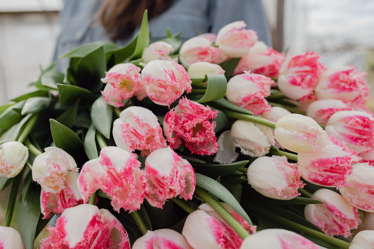 Tulipán Neglige, Loukykvět