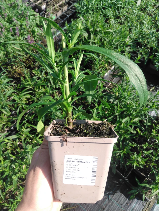 Aster Primavera - 2024