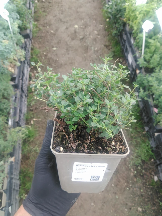 Mateřídouška Lemon - 10. 9. 2025