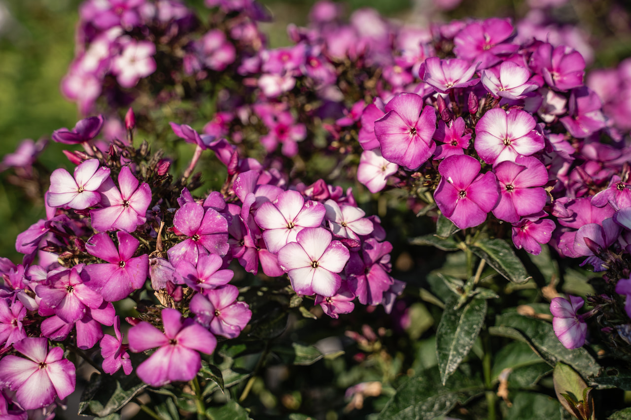 Flammenblume Sweet Summer Fantasy, Loukykvět