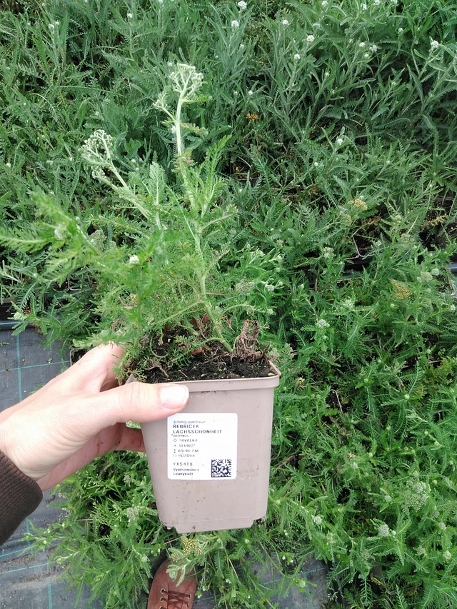 Řebříček Lachsschönheit - 9. 6. 2025