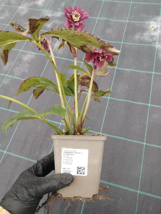 Hunyor Double Ellen Red - 1. 4. 2026