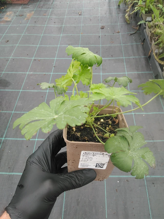 Kurjenpolvi Lohfelden - 4. 8. 2025