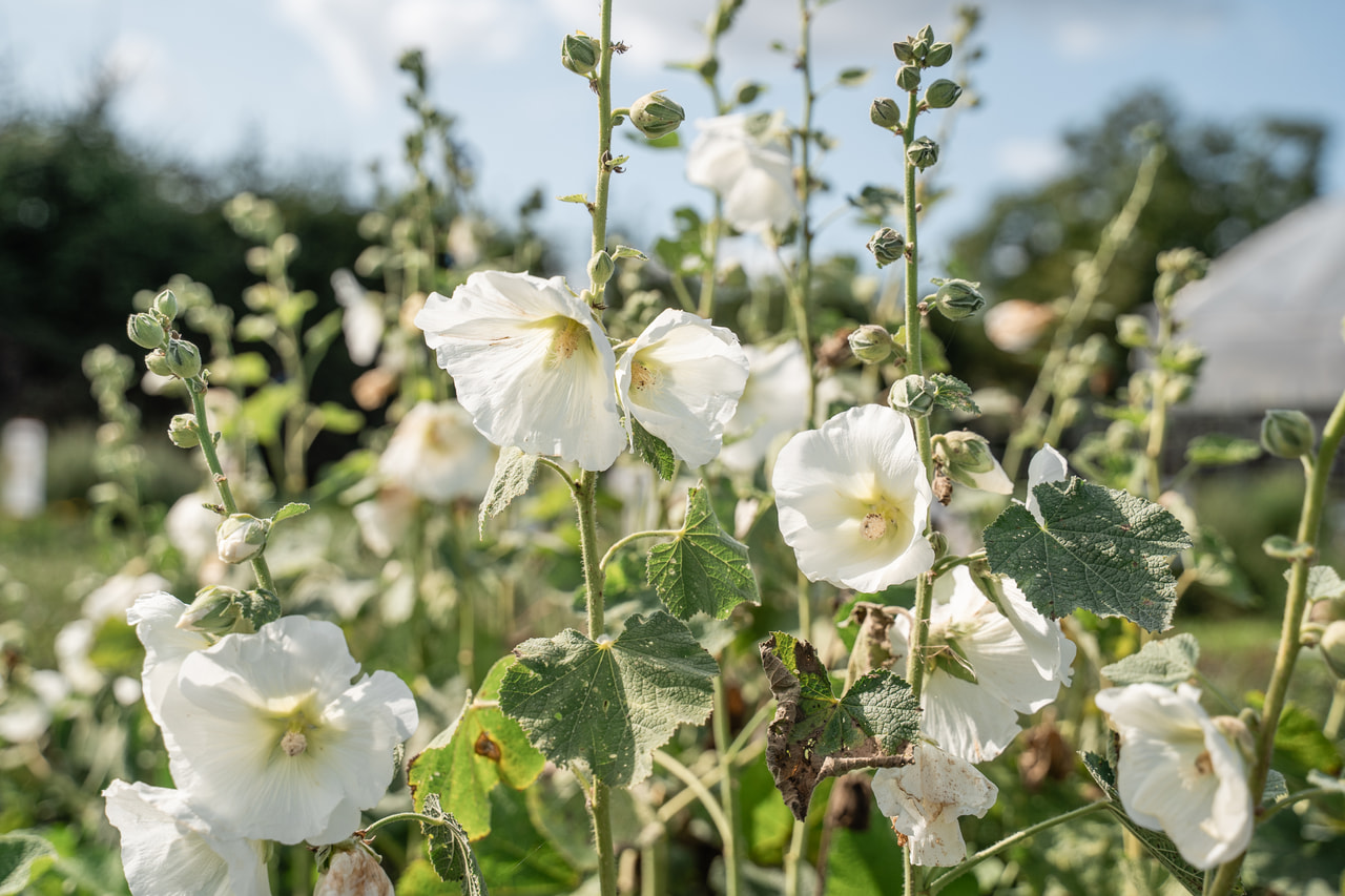 Rose trémière Spotlight Polarstar, Loukykvět