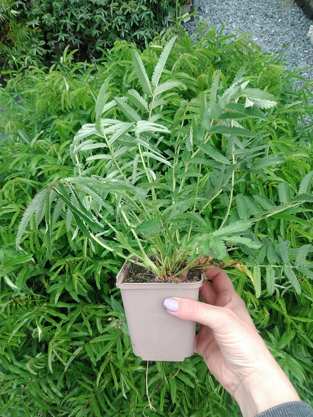 Veriheinä Purple Tails - 9. 6. 2025