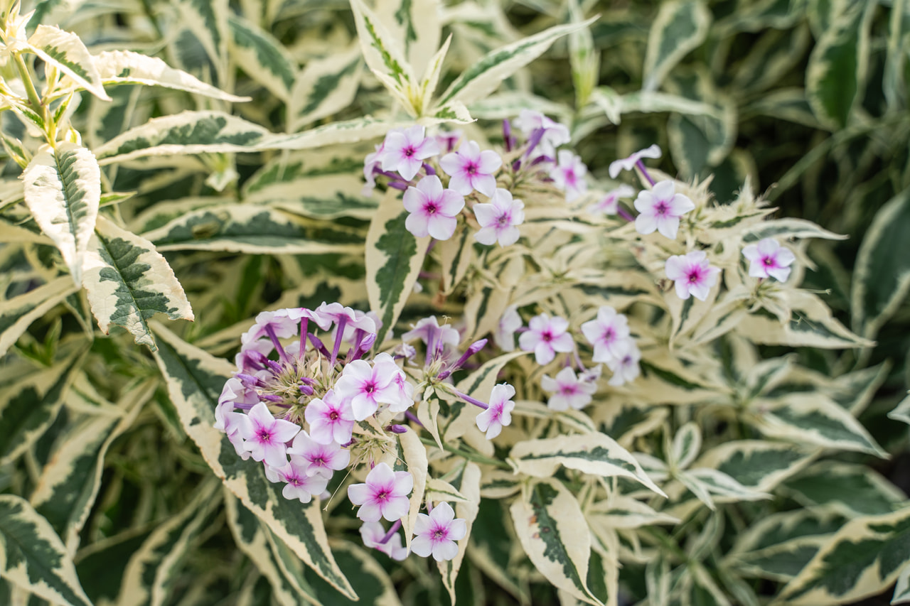 Flox Nora Leight, Loukykvět