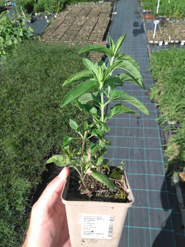 Verónica White Jolanda - 27. 6. 2025