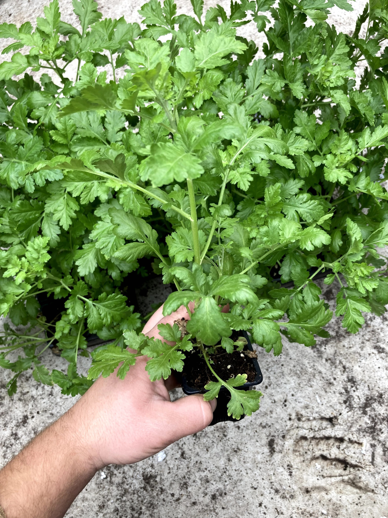 Řimbaba Amero, Loukykvět