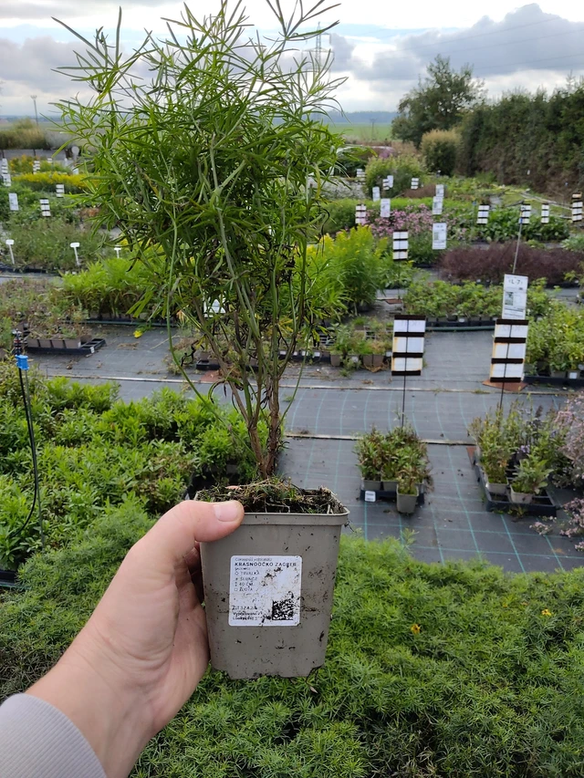 Tickseed Zagreb - 9. 10. 2025