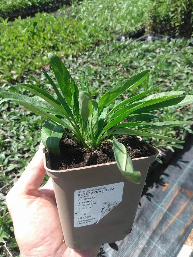 Řetězovka Rosea - 24. 6. 2025