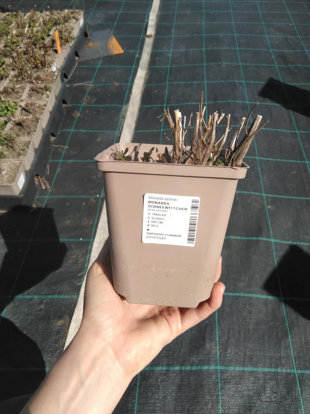 Monarda Schneewittchen - 3. 4. 2025