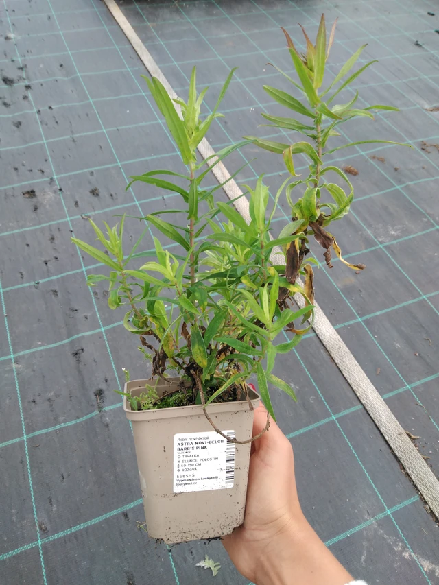 Astra Barr’s Pink - 11. 9. 2025