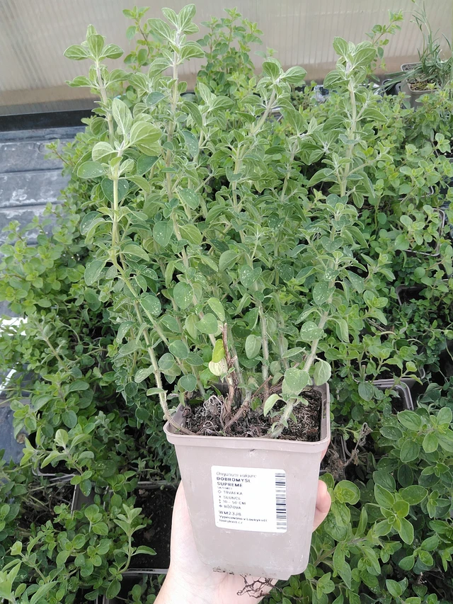 Dobromysl Supreme - 15. 5. 2025