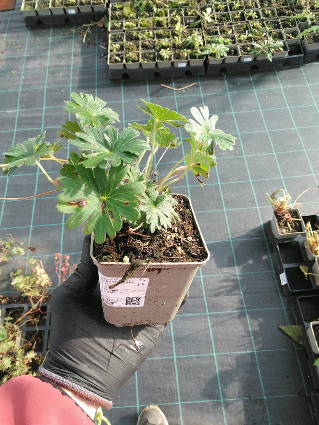 Verikurjenpolvi - 31. 10. 2025