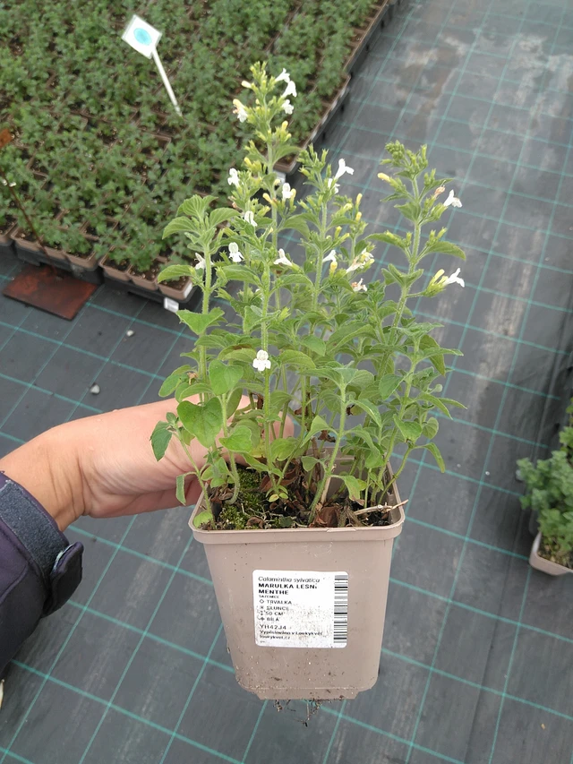 Myskimalva Menthe - 11. 7. 2025